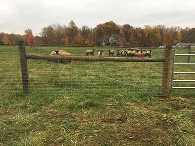 goat & sheep fence
